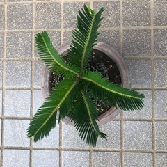 ソテツ6️⃣の画像