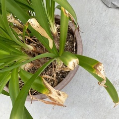 アマリリス? 2鉢の画像