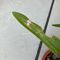 アマリリス? 2鉢の画像