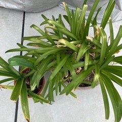 アマリリス? 2鉢の画像