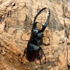 赤字覚悟‼️カブトクワガタくじの画像