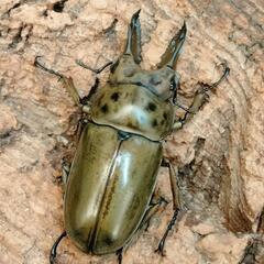 赤字覚悟‼️カブトクワガタくじの画像