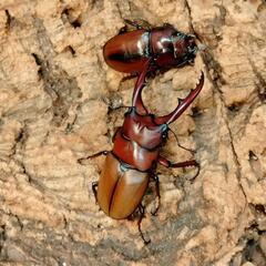 赤字覚悟‼️カブトクワガタくじの画像