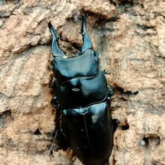 赤字覚悟‼️カブトクワガタくじの画像