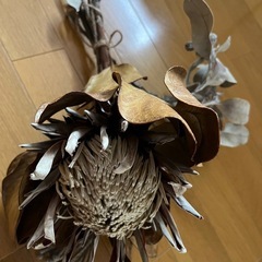 ドライフラワーの画像