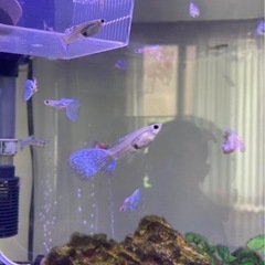 国産グッピー　2ペア1000円〜　ブルーグラス　レッドグラス　
アクアリウム　水槽　の画像