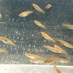 商談済　炎龍メダカ🌟20匹　めだかの画像