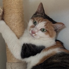若くてかなり可愛いくて性格がよい三毛猫