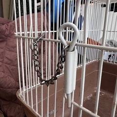 モルモットゲージの画像
