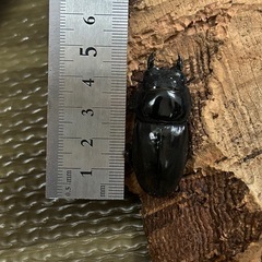 スマトラオオヒラタクワガタ　メス　48mmの画像