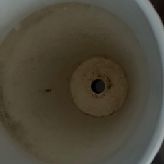 陶器鉢です🐝の画像