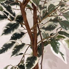 観葉植物 フェイクグリーン🌿.∘の画像