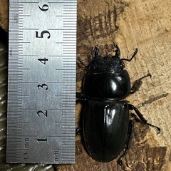 スマトラオオヒラタクワガタ　メス　44mmの画像