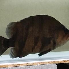 熱帯魚　ダトニオの画像