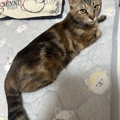 ★里親募集中★ 優しくて人が大好きなママ猫♡うのちゃん