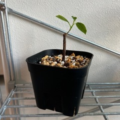 観葉植物　ガジュマルの画像