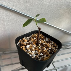 観葉植物　ガジュマルの画像