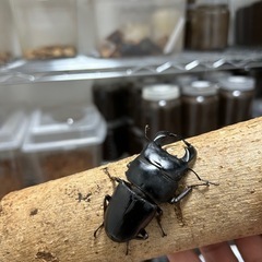 ダイオウヒラタ　ペアの画像