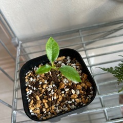 観葉植物　ガジュマルの画像