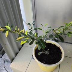 琉球黒檀　黒木の画像