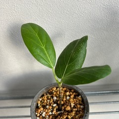 観葉植物　フィカス・ベンガレンシスの画像