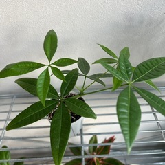 観葉植物　パキラの画像