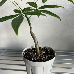 観葉植物　パキラの画像