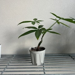 観葉植物　パキラの画像