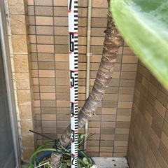 ■スタイリッシュ■７０×７０ｃｍアガベアテナータ■ポトス付き■観葉植物の画像