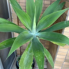 ■スタイリッシュ■７０×７０ｃｍアガベアテナータ■ポトス付き■観葉植物の画像