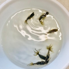 決まりました‼️引き取り限定‼️金魚 6匹の画像