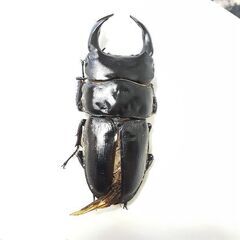 オオクワガタYG能勢新成虫(オス)★訳あり★④の画像