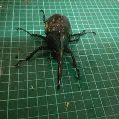 ヘラクレスオオカブトブルーの画像