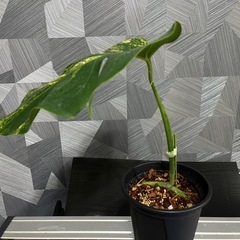✨🉐✨【観葉植物】貴重でレアな大葉のモンステラオーレア黄斑　カット苗の画像