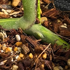 ✨🉐✨【観葉植物】貴重でレアな大葉のモンステラオーレア黄斑　カット苗の画像
