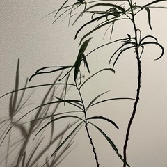 ボトルツリーの画像