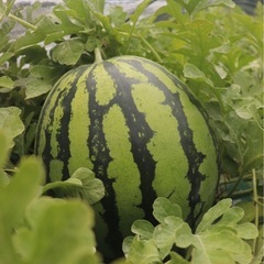 【尾花沢みらい農園】スイカ畑の片付けや米の収穫など農作業手伝ってくれる方募集🍉🌾の画像
