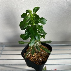 観葉植物　パキポディウム・ラメリーの画像