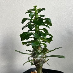 観葉植物　パキポディウム・ラメリーの画像