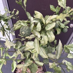花ゆず　鉢植えの画像