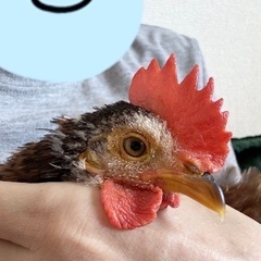 ベタ慣れ　セラマ　4ヶ月　男の子　鳩サイズ