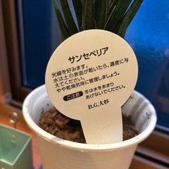 サンセベリアの画像
