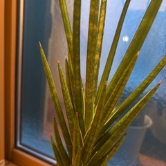 サンセベリアの画像