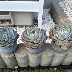 エケベリア　ラウリンゼ　鉢ごとの画像