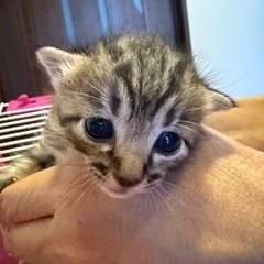 【8/18生まれ🐱♂🐱♂🐱♀】獣医さんの真心が繋いでくれた命です🥹