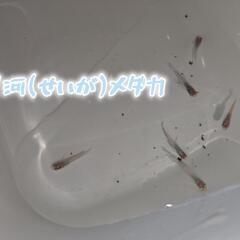 星河(せいが)めだか  1ペア＋1匹の画像