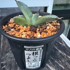 アガベ　ホワイトアイス　鉢ごとの画像