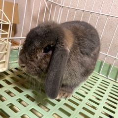 ロップイヤー︎︎ ♀