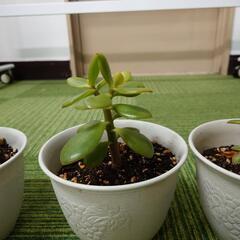 🌳植物🌳金のなる木譲りますの画像