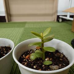 🌳植物🌳金のなる木譲りますの画像